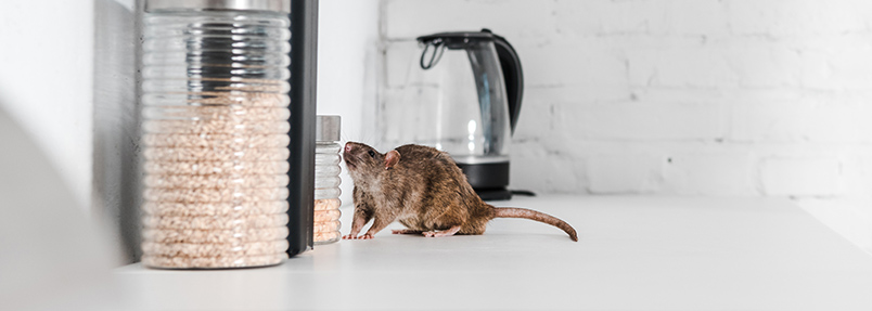 zwalczanie szkodników, stop-pest, dezyncekcja, dezynsekcja, deratyzacja, gryzonie, owady biegające, owady latające, grzyby, pleśnie, łódzkie, łódź, ozorków, zgierz, kutno, łowicz, zduńska wola, pabianice, aleksandrów łódzki, konstantynów łódzki, stryków, tomaszów mazowiecki, stoppest, stop-pest, ddd, zwalczamy szkodniki, dezynfekcja, dezynsekcja, deratyzacja, likwidacja szkodników, łódź, łódzkie, ozorków, zgierz, łęczyca, kutno, konstantynów, pabianice, zduńska wola, stryków, tomaszów mazowiecki