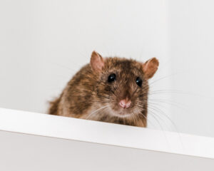 stoppest, stop-pest, ddd, zwalczamy szkodniki, dezynfekcja, dezynsekcja, deratyzacja, likwidacja szkodników, łódź, łódzkie, ozorków, zgierz, łęczyca, kutno, konstantynów, pabianice, zduńska wola, stryków, tomaszów mazowiecki