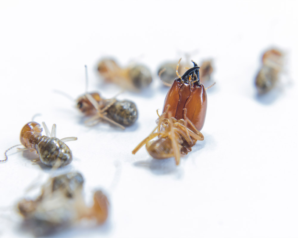 stoppest, stop-pest, ddd, zwalczamy szkodniki, dezynfekcja, dezynsekcja, deratyzacja, likwidacja szkodników, łódź, łódzkie, ozorków, zgierz, łęczyca, kutno, konstantynów, pabianice, zduńska wola, stryków, tomaszów mazowiecki