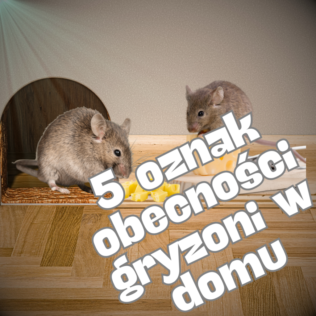5 Najczęstszych Objawów Obecności Gryzoni W Domu I Jak Sobie Z Nimi Radzić