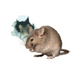 gryzonie, stop pest, dezynfekcja, dezynsekcja, deratyzacja, usówanie szkodników, łódz, łódzkie, ozorków, zgierz, kutno, aleksandrów łódzki, tuszyn, łódzkie, piotrków trybunalski, łask, zduńska wola, pabianice, tomaszów mazowiecki, zgierz, łęczyca, usuwanie szkodników, gryzonie, owady biegające, owady latające, pleśnie, grzyby, stop-pest,