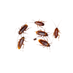 karaluchy, pluskwy, owady biegające, gryzonie, stop pest, dezynfekcja, dezynsekcja, deratyzacja, usówanie szkodników, łódz, łódzkie, ozorków, zgierz, kutno, aleksandrów łódzki, tuszyn, łódzkie, piotrków trybunalski, łask, zduńska wola, pabianice, tomaszów mazowiecki, zgierz, łęczyca, gryzonie, stop pest, dezynfekcja, dezynsekcja, deratyzacja, usówanie szkodników, łódz, łódzkie, ozorków, zgierz, kutno, aleksandrów łódzki, tuszyn, łódzkie, piotrków trybunalski, łask, zduńska wola, pabianice, tomaszów mazowiecki, zgierz, łęczyca, usuwanie szkodników, gryzonie, owady biegające, owady latające, pleśnie, grzyby, stop-pest,