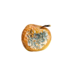 pleśń, grzyb, pleśnie, gryzonie, stop pest, dezynfekcja, dezynsekcja, deratyzacja, usówanie szkodników, łódz, łódzkie, ozorków, zgierz, kutno, aleksandrów łódzki, tuszyn, łódzkie, piotrków trybunalski, łask, zduńska wola, pabianice, tomaszów mazowiecki, zgierz, łęczyca, gryzonie, stop pest, dezynfekcja, dezynsekcja, deratyzacja, usówanie szkodników, łódz, łódzkie, ozorków, zgierz, kutno, aleksandrów łódzki, tuszyn, łódzkie, piotrków trybunalski, łask, zduńska wola, pabianice, tomaszów mazowiecki, zgierz, łęczyca, usuwanie szkodników, gryzonie, owady biegające, owady latające, pleśnie, grzyby, stop-pest,